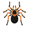 Spider Spider Tarantula