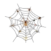 spider web spider tarantula