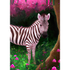 Rosa Zebra