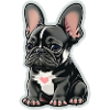 French Bulldog Baby