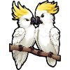 Pair of parrots