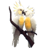 Pair of parrots