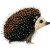 Cute hedgehog