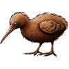 Kiwi Bird Australia