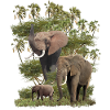 Elephant - Doum palm - Acacia - Africa