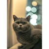 Britische Kurzhaarkatze