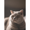Britische Kurzhaarkatze