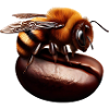 Bee Coffee