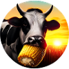 Vache appréciant le maïs