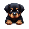 Rottweiler Loyalty