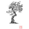 Bonzai 02