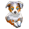 Australian Shepherd puppy