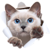 Bébé chat du monde caché