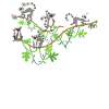 Lemur