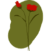 Poppy