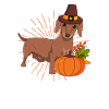 Pilgrim Dachshund Pumpkin Leaves Thanksgiving