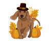 Pilgrim Dachshund Pumpkin Leaves Thanksgiving