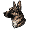 German Shepherd