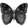 black fantasy butterfly with highlights