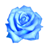 Blaue Rose