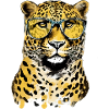 Kig le léopard