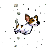 Jack Russell Terrier