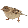 Vogel