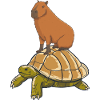 Capybara rides a turtle