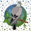 Oiseau