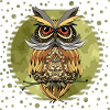 Owl bird