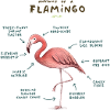 Anatomie d’un t-shirt Flamingo