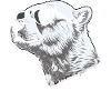 Polar Bear Sunglasses