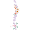 spina