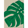 Monstera Pflanze Zusammenfassung
