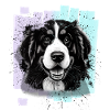 Bernese Mountain Dog
