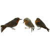 three robins