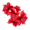 Hibiscus,Fleur,Lotus,Fleur ,Floral