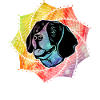 Beagle Hund