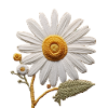 Gesticktes Gänseblümchen