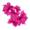 hibiskus,blume,lotus,blüte,floral