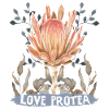 Protea-Flower, Love Protea Dicton botanique