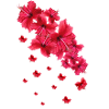 Hibiscus,Flower,Lotus,Blossom,Floral,Hibiscus Blossom