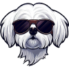 Maltese dog wearing shades