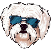Maltese dog the gangster