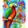 Parrot