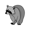 Waschbären Waschbär