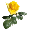 YELLOW ROSE
