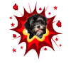 Comic Dog Design - Pow - Havanese