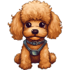 Doux bébé caniche chien