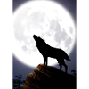 Wolf bei Nacht